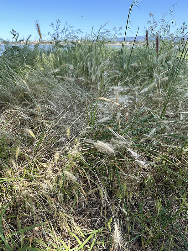 Mass of foxtails near a bay.