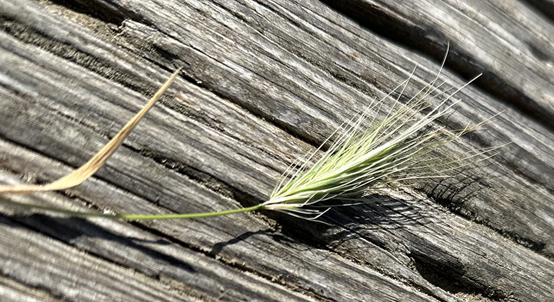 Close-up of a foxtail.