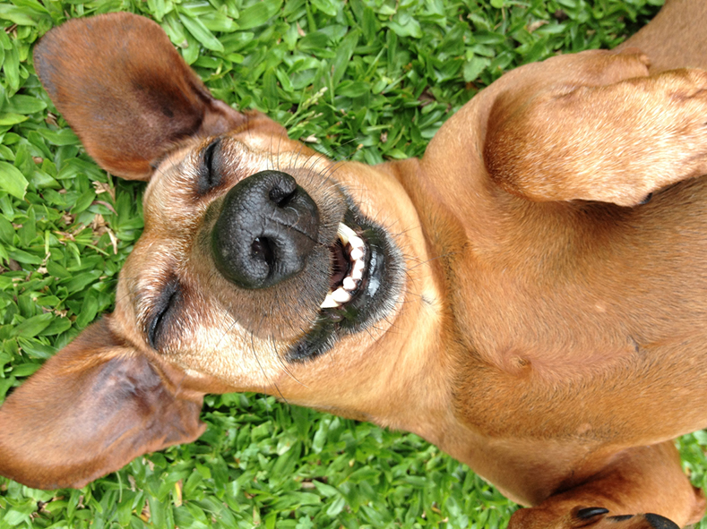 Photo of a smiling dog lying on hos back on the grass.