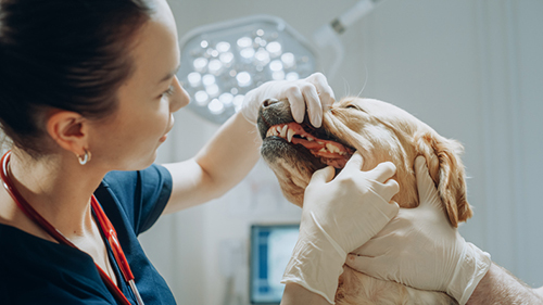 A veterinarian examining a dog’s teeth in her office.