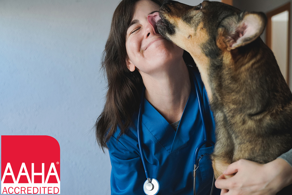 Photo of a big dog kissing a veterinarian.