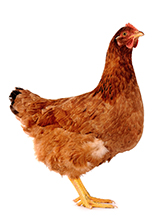 Photo of chicken